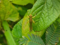 Acrididae