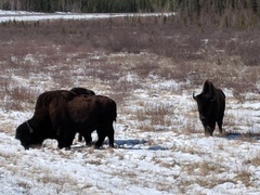 Bison bison athabascae