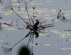 Microcarbo africanus africanus