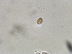 Cortinarius evernius