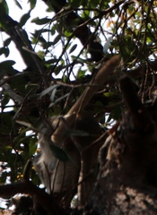 Chlorocebus cynosuros