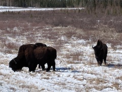 Bison bison athabascae