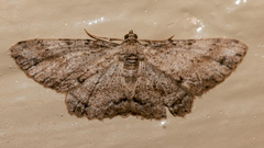 Syneora acclinis