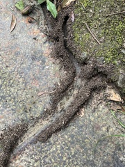 Labidus