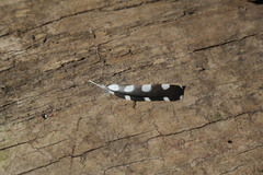Dryobates pubescens