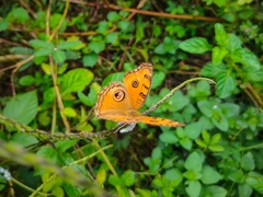 Junonia almana