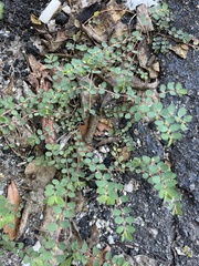 Euphorbia prostrata