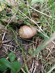 Scleroderma citrinum