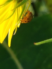 Epilachna varivestis