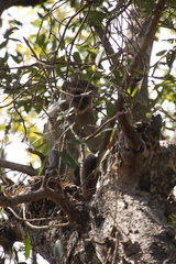 Chlorocebus cynosuros