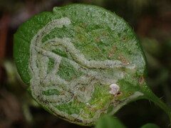 Phytomyza linnaeae