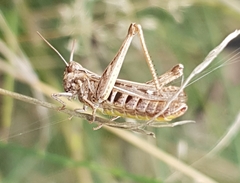 Chorthippus biguttulus