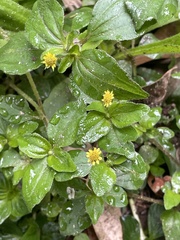 Synedrella nodiflora