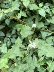 Persicaria biconvexa
