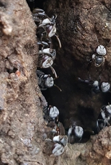 Tetragonula carbonaria