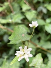 Persicaria biconvexa