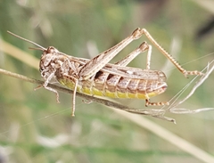 Chorthippus biguttulus