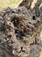 Tetragonula carbonaria