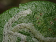 Phytomyza linnaeae