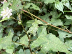 Persicaria biconvexa