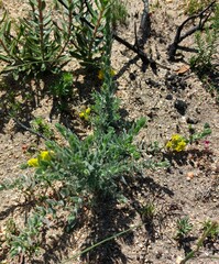 Xiphotheca lanceolata