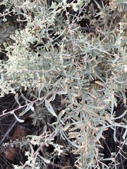 Atriplex canescens