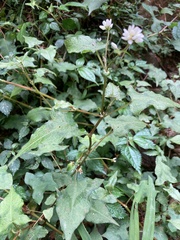 Persicaria biconvexa