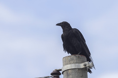 Corvus rhipidurus