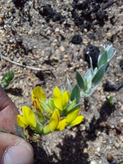 Xiphotheca lanceolata