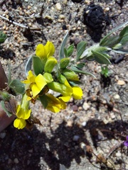 Xiphotheca lanceolata