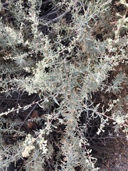 Atriplex canescens