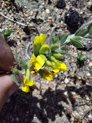 Xiphotheca lanceolata