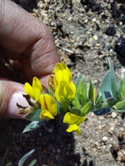 Xiphotheca lanceolata