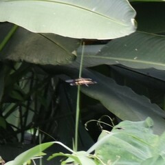 Rhyothemis variegata