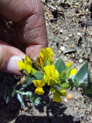 Xiphotheca lanceolata