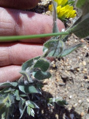 Xiphotheca lanceolata