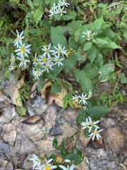 Eurybia divaricata