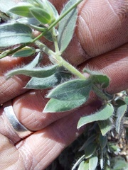 Xiphotheca lanceolata