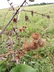 Arctium × nothum