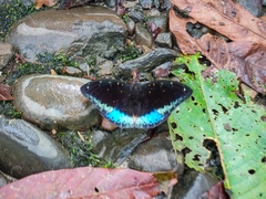 Lexias pardalis dirteana