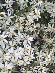 Olearia brachyphylla