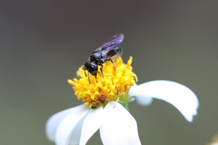 Ceratina unicolor