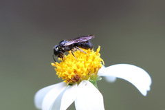 Ceratina unicolor