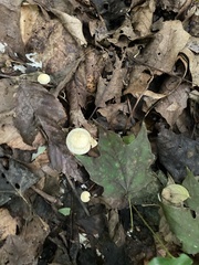 Marasmius capillaris