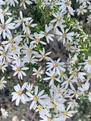 Olearia brachyphylla