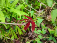 Neurothemis fulvia