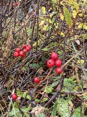 Cotoneaster integerrimus