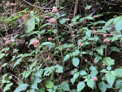 Lecanthus peduncularis