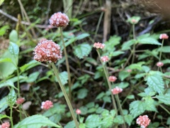 Lecanthus peduncularis