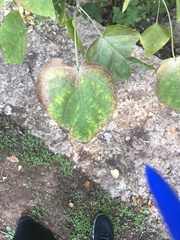 Catalpa bignonioides